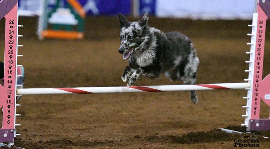 Dog over jump