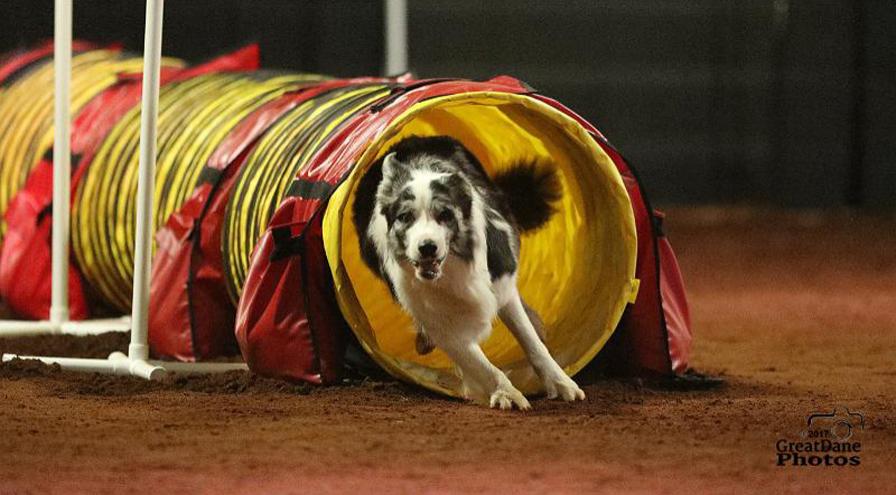 Cynosport 2017 dog running through course