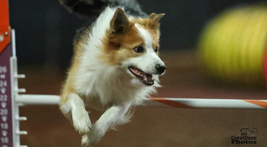 Small Dog over Jump