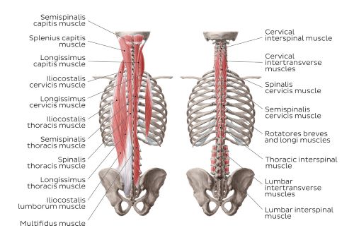 Deep muscles of the back - Westerfeld500