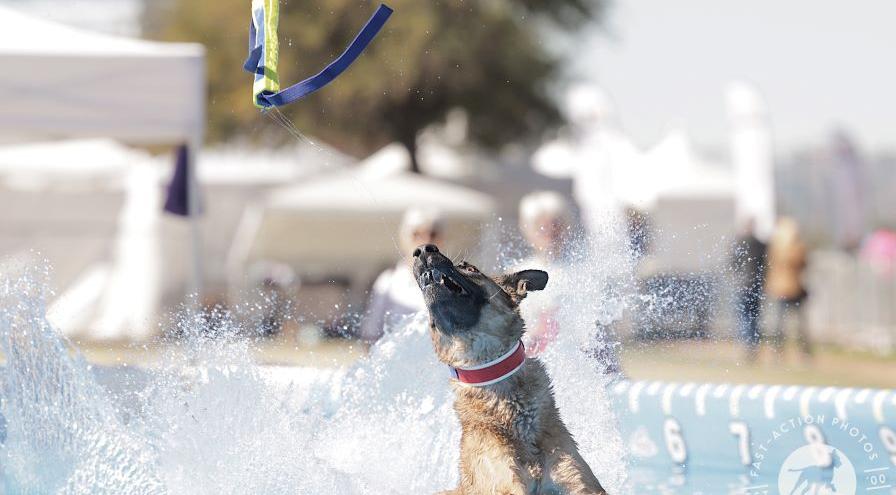 Dock diving - GreatDanePhotos hps