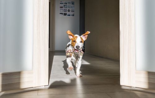 Dog running in house Dog running in house