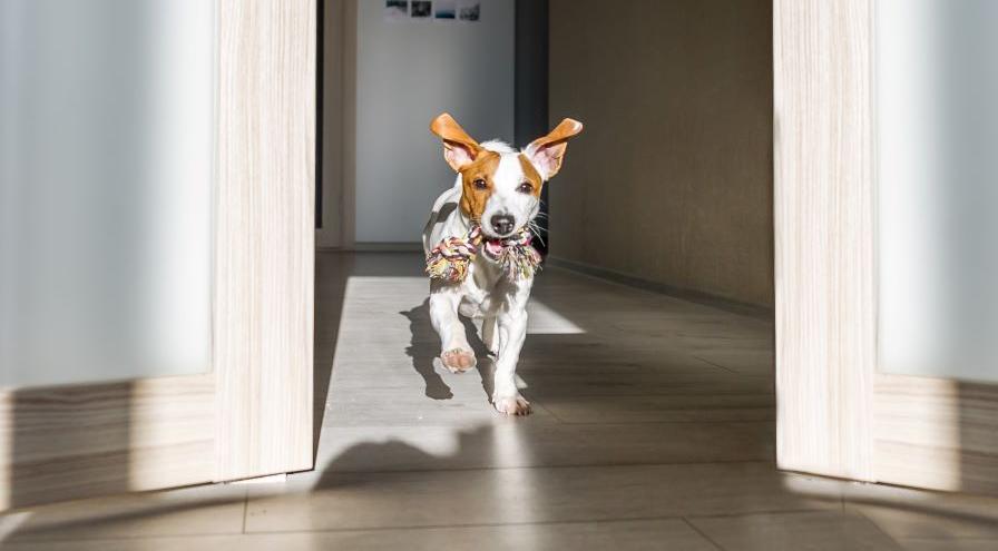 Dog running hps