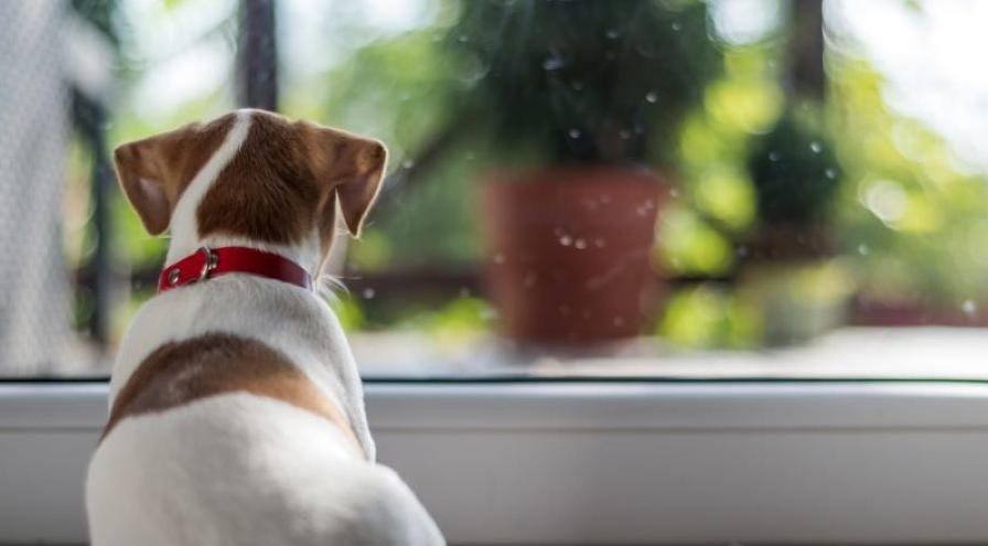 Dog-with-Separation-Anxiety-Scared hps