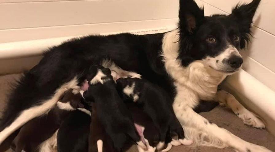 Donna Gates Border Collie pups hps