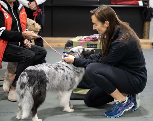 Dr. Markley outfits an agility dog with the new sensor. Photo courtesy of Dr. Markley. Dr. Markley outfits an agility dog with the new sensor 500