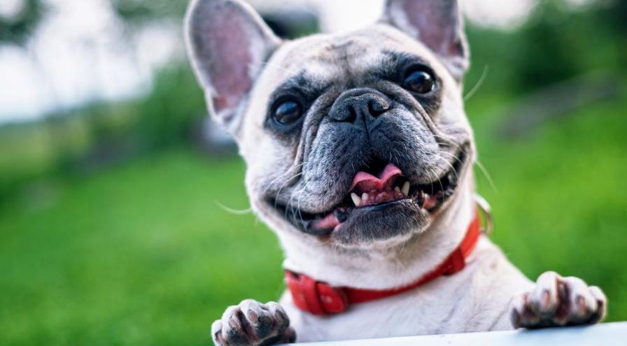 Eager friendly dog with red collar hps
