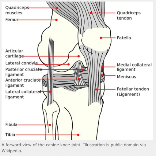 Forward view of canine knee joint