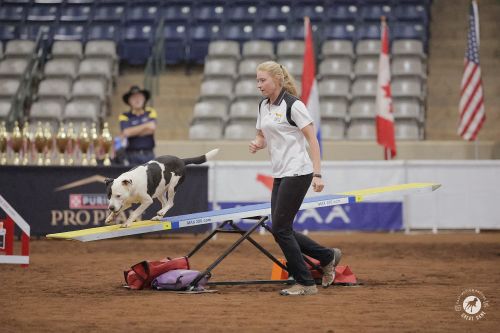 Freda Jessen and Panda - Cynosport 2025 - Great Dane Photos