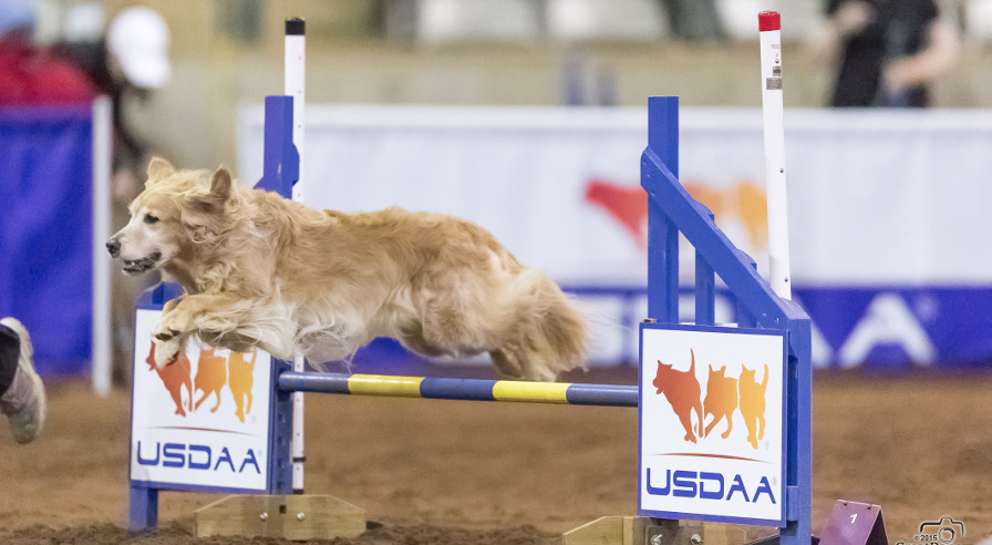 Jumping Dog