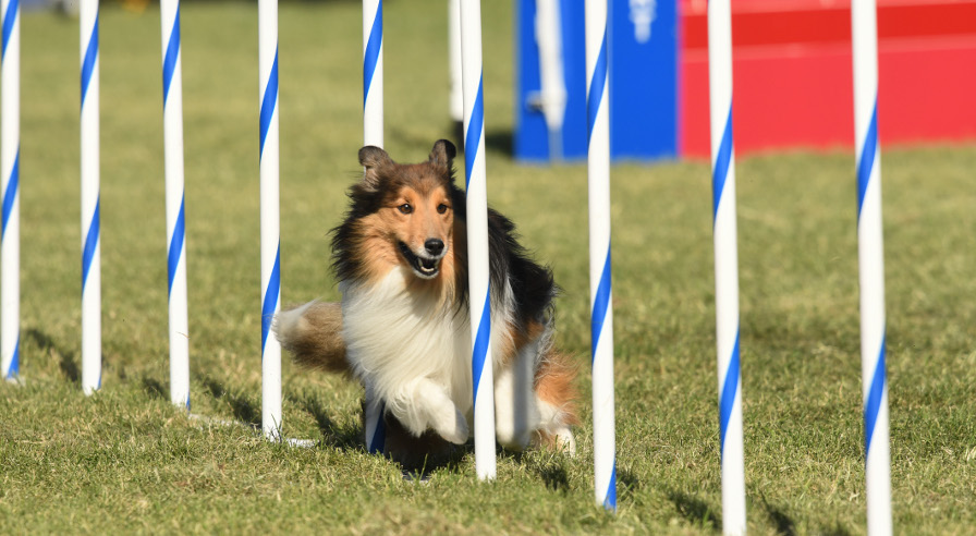 Photo by GreatDanePhotos Dog running through weave poles