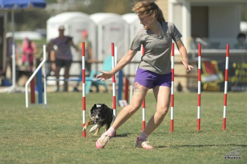 Ginny Carlson and Trouble - Great Dane Photos Ginny Carlson and Trouble - Great Dane Photos 500