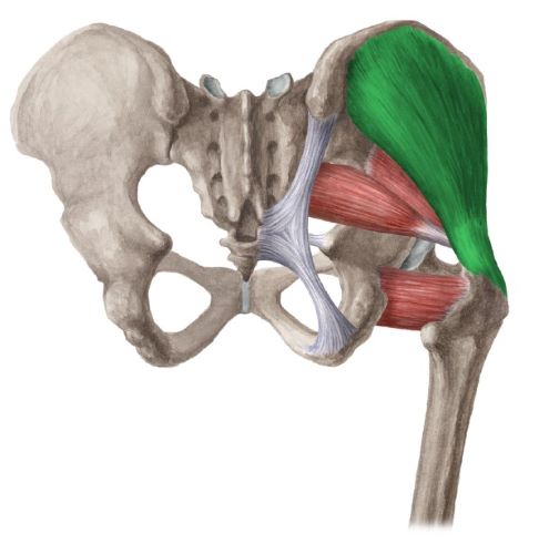 Gluteus medius muscle - Westerfeld500