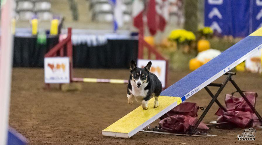 Gunner-Rudy GreatDanePhotos hps