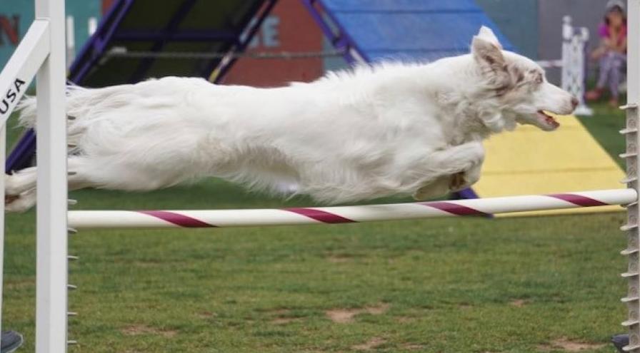 Hallie jump - Carol Lemche hps
