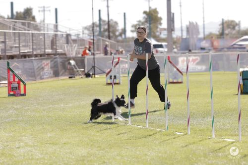 Heather Venkat and Lyla - Great Dane Photos Heather Venkat and Lyla - Great Dane Photos 500