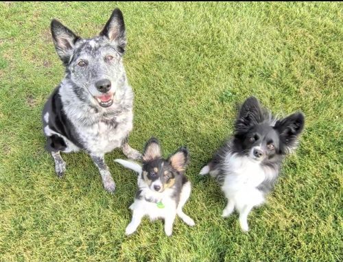 Heather Venkat dogs Heather Venkat dogs 500