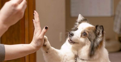 dog high fives owner