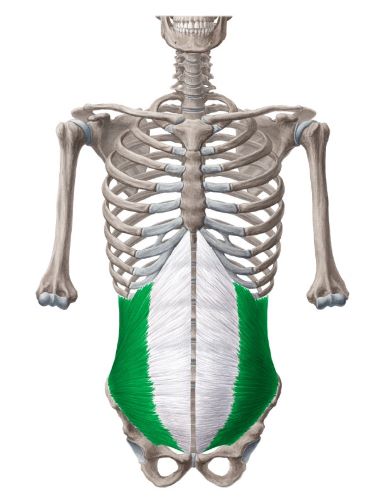Internal abdominal oblique muscle - Westerfeld500