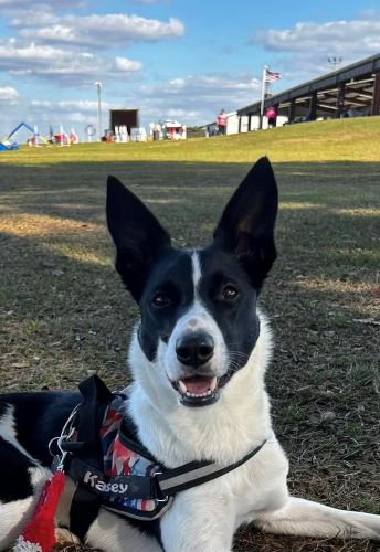 Jamie Lyle's Kasey in BrilliantK9 harness 500