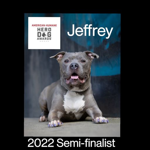 Jeffrey - Michele Houston - American Humane Hero Dog Semi-finalist