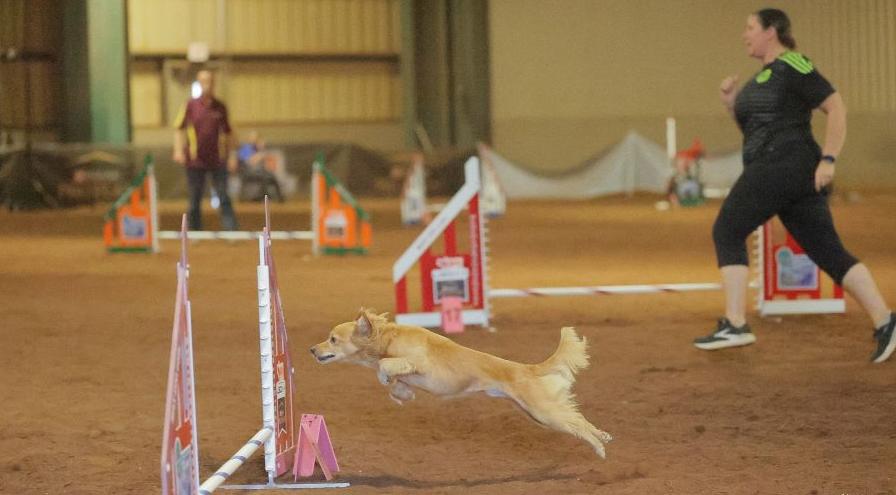Jessica Ibarra and Oliver - Cynosport 2025 - Great Dane Photos hps