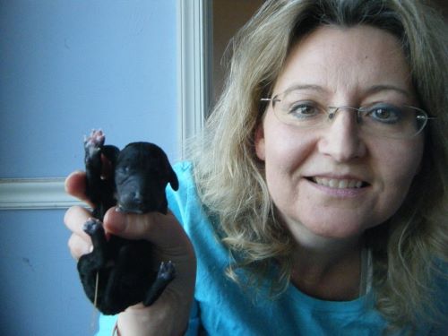 JoAnn Burtness-Valkyrie as a puppy 500