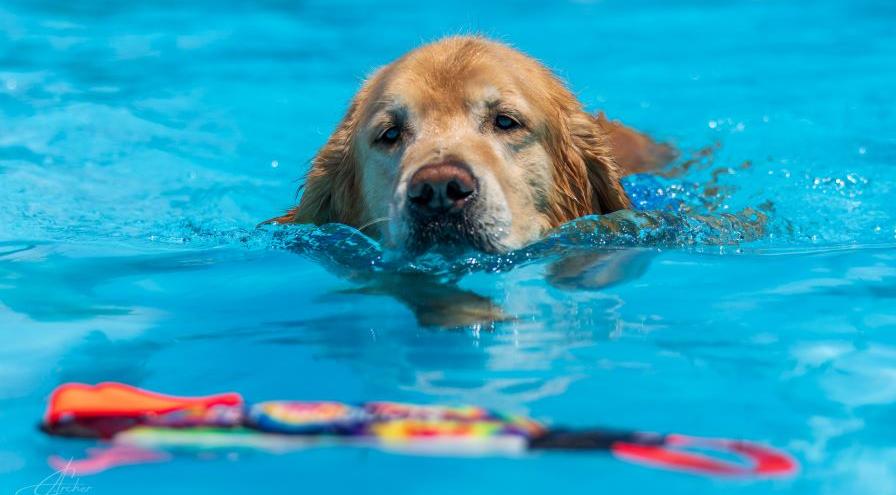 Journey in retirement swim - Connor Archer photo hps