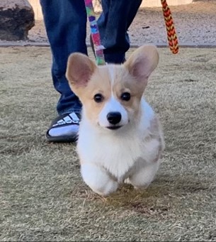 3 month old corgi, Judge