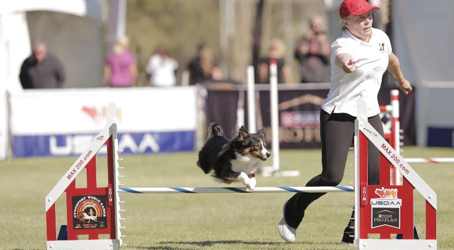 Julia Hanson and Bohdi - Cynosport 2024 - GreatDanePhotos hps
