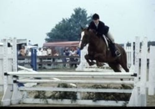 Karen Gloor - horse 500
