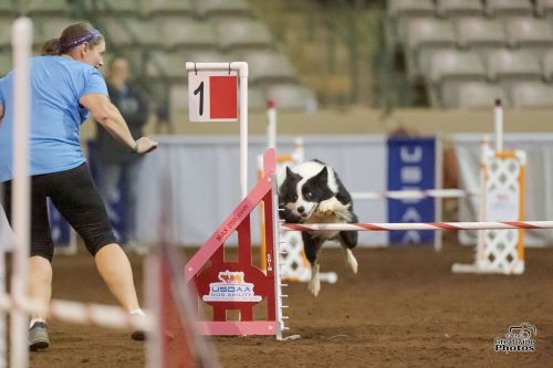 Karissa Solberg and Jedi - Photo by GreatDanePhotos 500