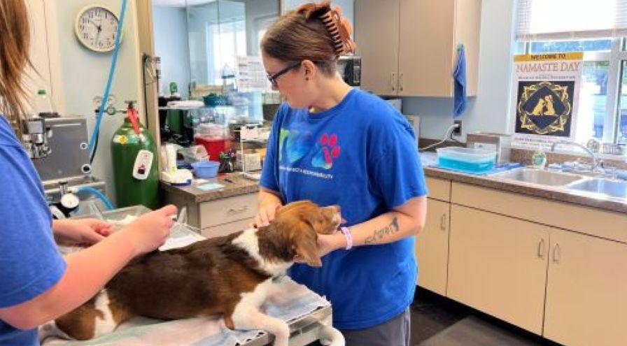 Kelsey Johnson and Amber Hurley - Beesley veterinary assistants hps