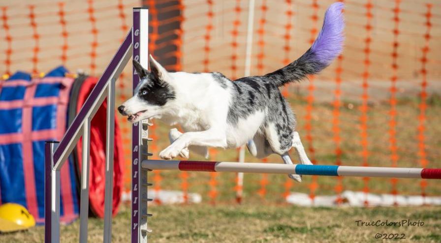 Lilo deaf rescue-agility dog - Karen Danielle - photo by Melissa Sheehan hps