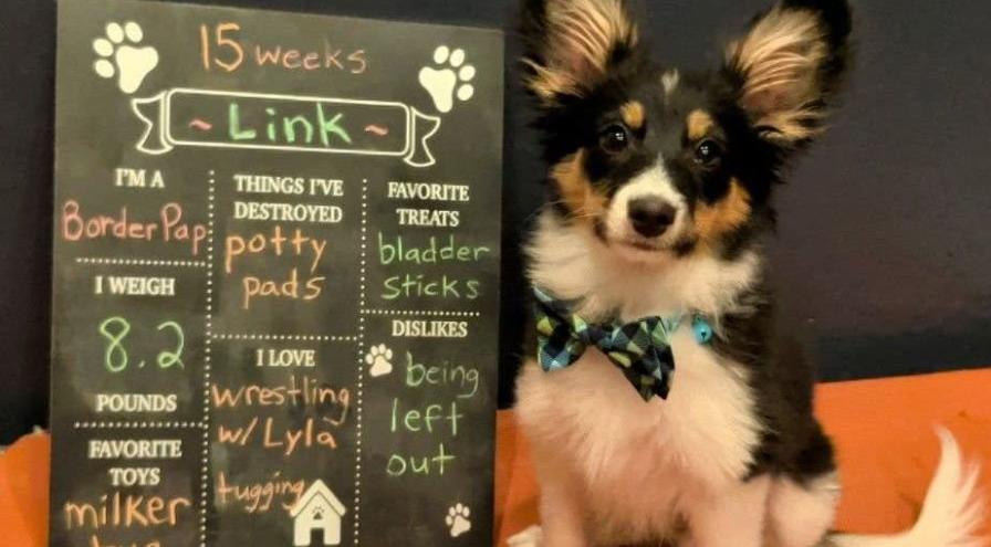 Link - Heather Venkat puppy hps