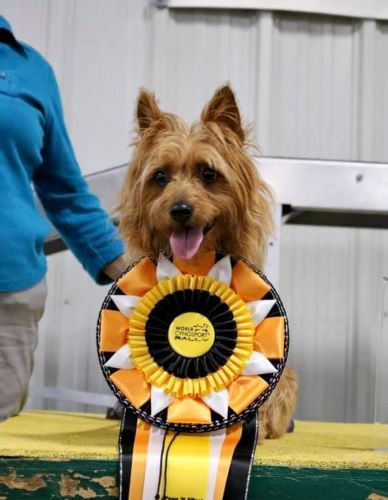 Livvie-Nancy Wentworth- Rally 1st breed teams - ARCHMX 500 Livvie-Nancy Wentworth- Rally 1st breed teams - ARCHMX 500