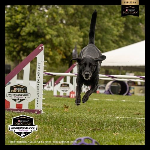 Liz Dole DVM-Chelsea-Purina Incredible Dog Challenge 2021