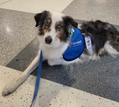 Lizzie-therapy dog-Claudia Schmitt 500