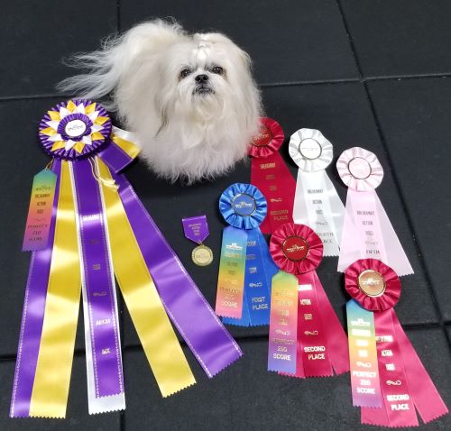 Lucy with rally ribbons - Kristin Platzer 500