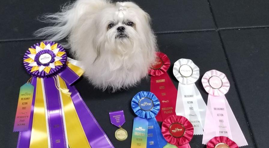 Lucy with rally ribbons - Kristin Platzer hps