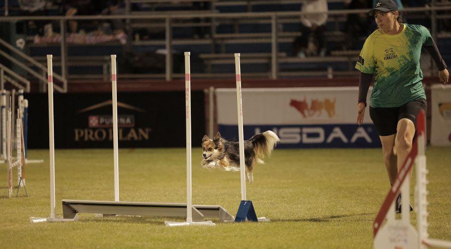 Marya Brackney and Quiver (GreatDanePhotos) hps