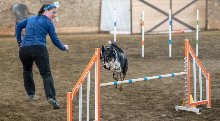 Megan Foster Dog-running-agility1 hps