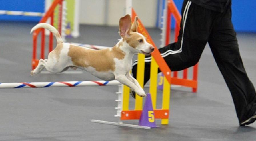 Beagle OBX jumping with Jodi Kellar-Jackson - Photo by Tito Jackson