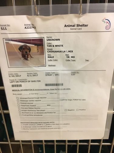 Oliver kennel card-Jessica Ibarra 500