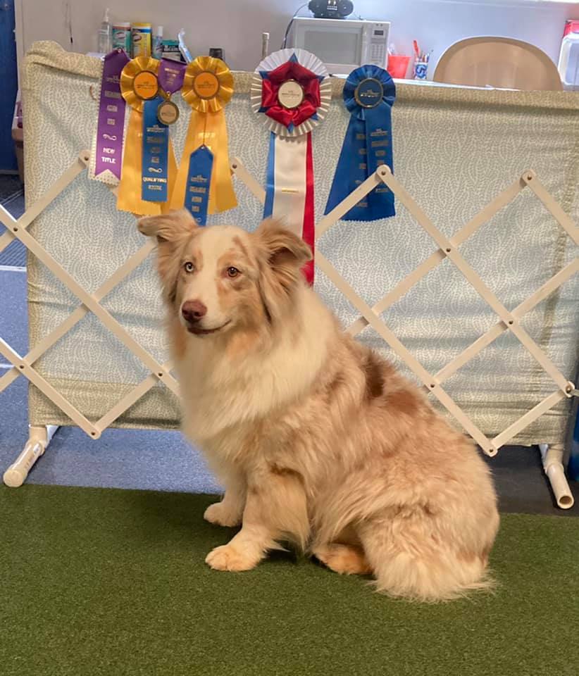 Patti Friedhoff Young and Dani Dog Dani sitting in front of ribbons