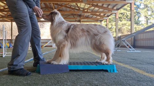 Peltz-Rock Back Sit to Stand1