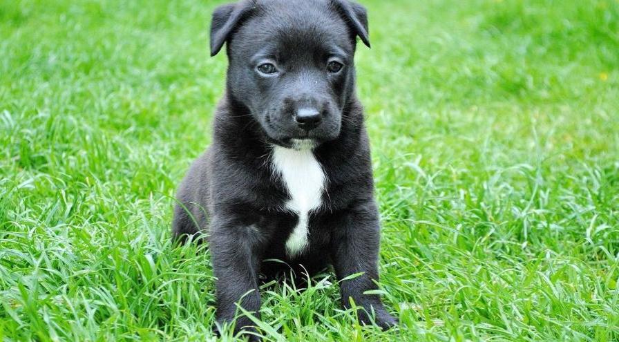 Puppy on the lawn hps