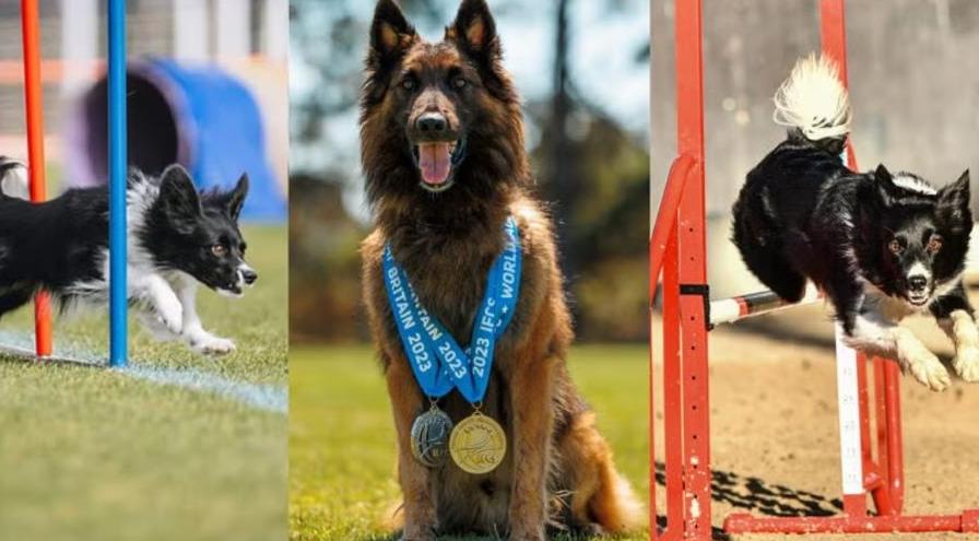 Purina Cynosport 2024 Lyla-Firefly-Prize hps