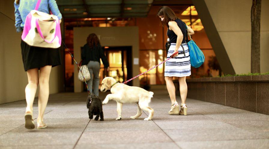 Purina associates take pets to work - photo courtesy of Purina hps