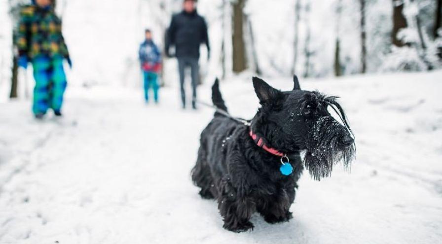 Purina dog in the snow hps
